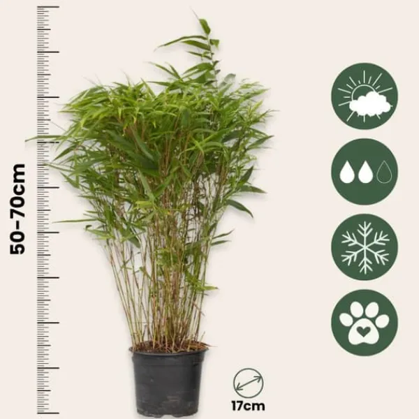 Outlet Sort bambus - Fargesia nitida 'Gansu' - Højde 50-70cm - Potte 17cm Buskads