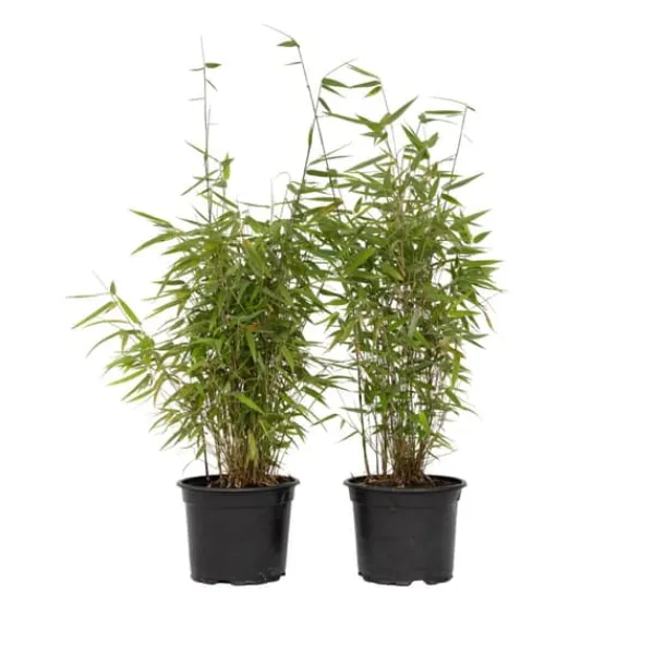 Buskads^Sort bambus - Sæt med 6 - Fargesia nitida 'Red Dragon' - Højde 60-80cm - ⌀17cm
