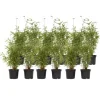 Buskads^Sort bambus - Sæt med 12 - Fargesia nitida 'Red Dragon' - Højde 60-80cm - ⌀17cm