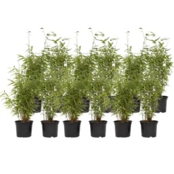 Buskads^Sort bambus - Sæt med 12 - Fargesia nitida 'Red Dragon' - Højde 60-80cm - ⌀17cm