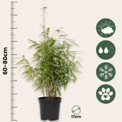 Buskads^Sort bambus - Sæt med 12 - Fargesia nitida 'Red Dragon' - Højde 60-80cm - ⌀17cm