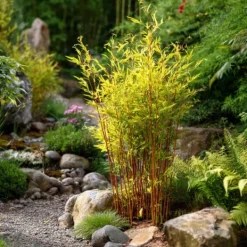 Buskads^Sort bambus - Sæt med 12 - Fargesia nitida 'Red Dragon' - Højde 60-80cm - ⌀17cm