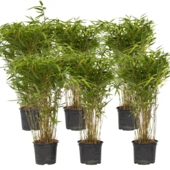 Buskads^Sort bambus - Sæt med 6 - Fargesia nitida 'Gansu' - Højde 50-70cm - ⌀17cm