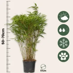 Buskads^Sort bambus - Sæt med 6 - Fargesia nitida 'Gansu' - Højde 50-70cm - ⌀17cm
