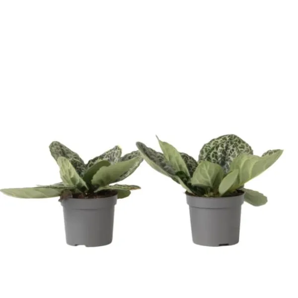 Krukkeplanter Indendørs^Spiralfrugt - 2 stk - Streptocarpus 'Pretty Turtle' - Højde 25-35cm - ⌀13cm