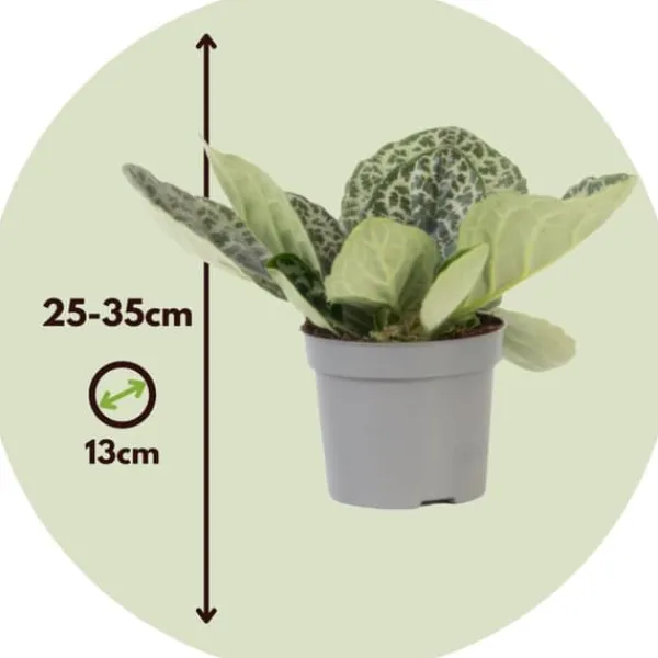 Discount Spiralfrugt - Streptocarpus 'Pretty Turtle' - Højde 25-35cm - ⌀13cm Krukkeplanter Indendørs