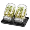 Spireglas Sæt, 16,5x10 cm, Glas Kit Til Plante- & Urtedyrkning