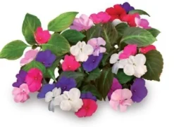 Best Sæt med 3 produkter. Click & Grow Smart Garden refill Busy Lizzie 3stk Blomster