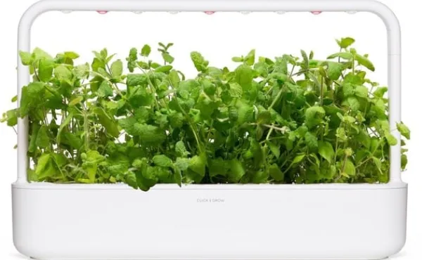 Sæt med 3 produkter. Click & Grow Smart Garden refill Æblemynte 3 stk Kit Til Plante- & Urtedyrkning