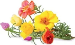 Best Sæt med 3 produkter. Click & Grow Smart Garden refill Moss Rose 3 stk Blomster