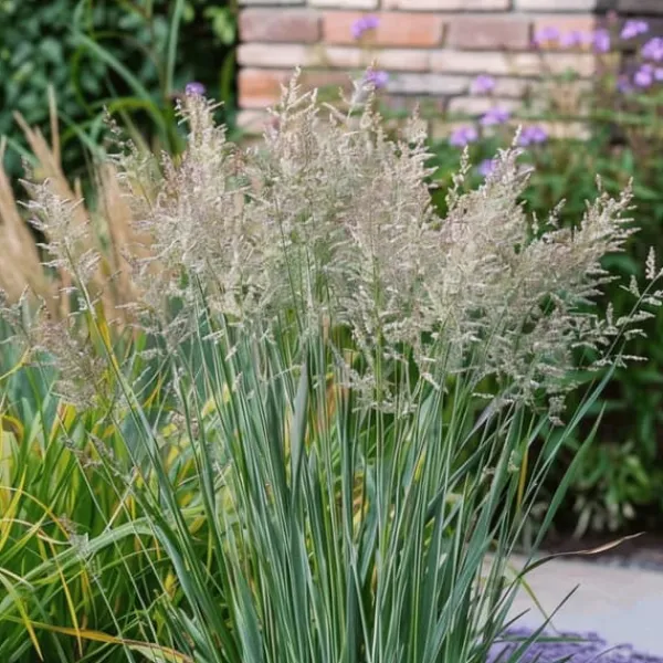 Krukkeplanter Indendørs^Staudehirse - Panicum virgatum 'Heavy Metal' - Højde 40-60cm - ⌀23cm