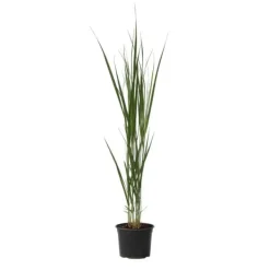 Outlet Staudehirse - Panicum virgatum 'Northwind' - Højde 40-60cm - ⌀23cm Krukkeplanter Indendørs