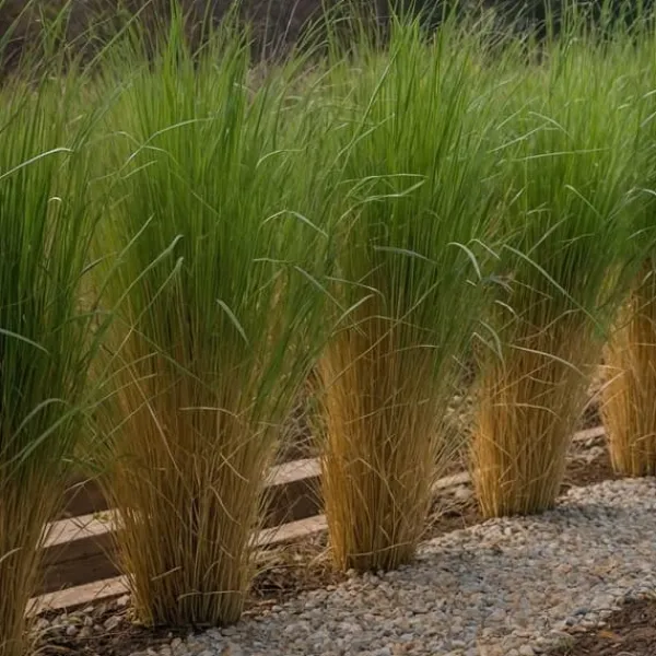 Outlet Staudehirse - Sæt med 2 - Panicum virgatum 'Northwind' - Højde 40-60cm - ⌀23cm Haveplanter