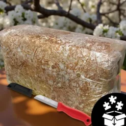 Kit Til Plante- & Urtedyrkning^Østershattemyceliumballe 15 kg hjemmedyrkning hurtig høst + gratis