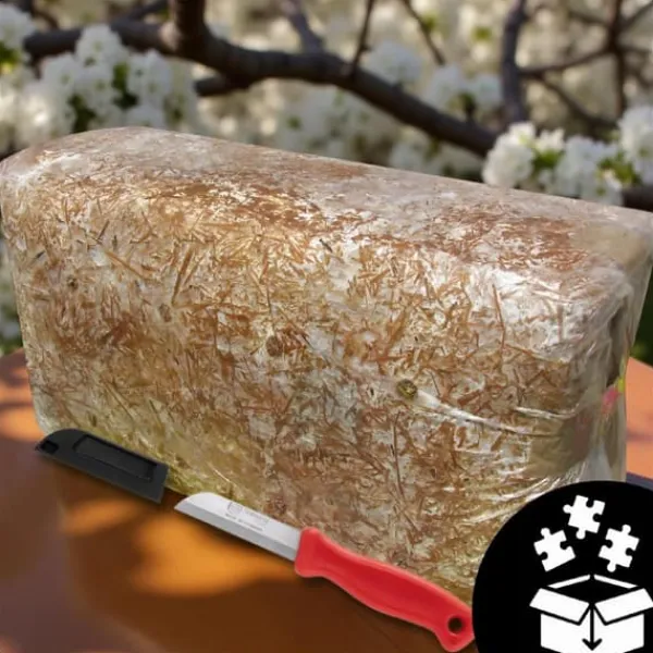 Kit Til Plante- & Urtedyrkning^Østershattemyceliumballe 15 kg hjemmedyrkning hurtig høst + gratis
