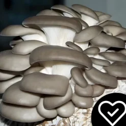 Kit Til Plante- & Urtedyrkning^Østershattemyceliumballe 15 kg hjemmedyrkning hurtig høst + gratis