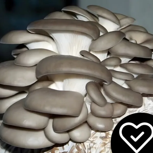 Kit Til Plante- & Urtedyrkning^Østershattemyceliumballe 15 kg hjemmedyrkning hurtig høst + gratis