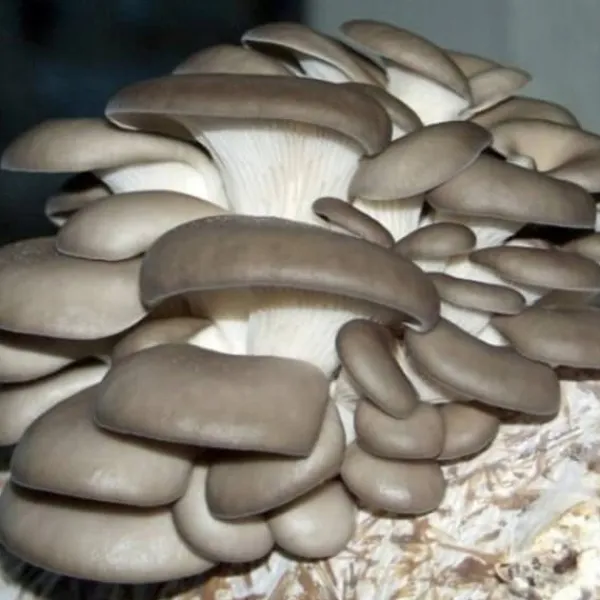 Kit Til Plante- & Urtedyrkning^Østershattemyceliumballe 15 kg hjemmedyrkning hurtig høst + gratis