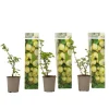 Buskads^Stikkelsbær - 3 stk - Ribes uva- crispa - Højde 25-40cm - ⌀9cm