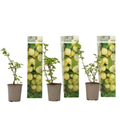 Buskads^Stikkelsbær - 3 stk - Ribes uva- crispa - Højde 25-40cm - ⌀9cm