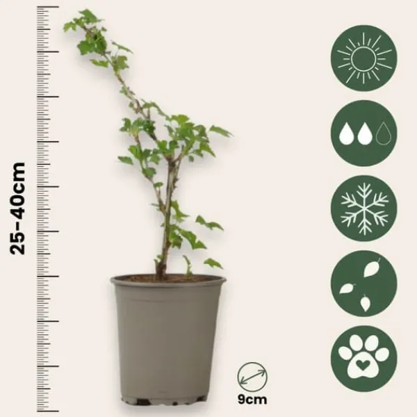 Buskads^Stikkelsbær - 3 stk - Ribes uva- crispa - Højde 25-40cm - ⌀9cm