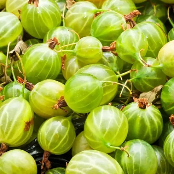 Buskads^Stikkelsbær - 3 stk - Ribes uva- crispa - Højde 25-40cm - ⌀9cm