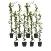 Online Stjernejasmin - Sæt 8 - Trachelospermum jasminoides - Højde 110-120cm - ⌀17cm Haveplanter