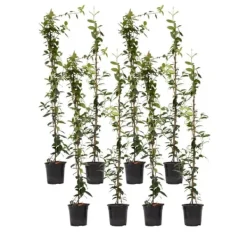Online Stjernejasmin - Sæt 8 - Trachelospermum jasminoides - Højde 110-120cm - ⌀17cm Haveplanter