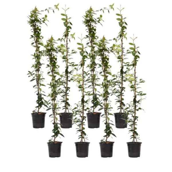 Online Stjernejasmin - Sæt 8 - Trachelospermum jasminoides - Højde 110-120cm - ⌀17cm Haveplanter