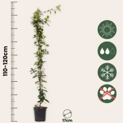 Online Stjernejasmin - Sæt 8 - Trachelospermum jasminoides - Højde 110-120cm - ⌀17cm Haveplanter