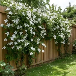Online Stjernejasmin - Sæt 8 - Trachelospermum jasminoides - Højde 110-120cm - ⌀17cm Haveplanter