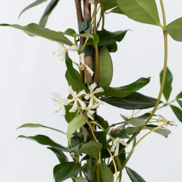 Online Stjernejasmin - Sæt 8 - Trachelospermum jasminoides - Højde 110-120cm - ⌀17cm Haveplanter