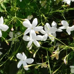 Online Stjernejasmin - Sæt 8 - Trachelospermum jasminoides - Højde 110-120cm - ⌀17cm Haveplanter
