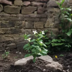 New Stjernejasmin - Sæt med 3 - Jasminum 'Officinale' - Højde 25-40cm - ⌀9cm Krukkeplanter Indendørs