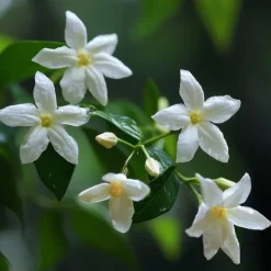 New Stjernejasmin - Sæt med 3 - Jasminum 'Officinale' - Højde 25-40cm - ⌀9cm Krukkeplanter Indendørs