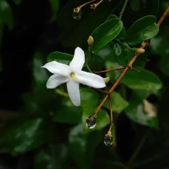 New Stjernejasmin - Sæt med 3 - Jasminum 'Officinale' - Højde 25-40cm - ⌀9cm Krukkeplanter Indendørs