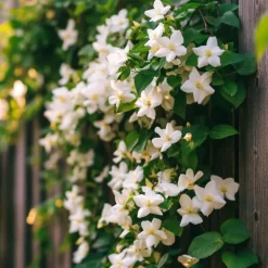Haveplanter^Stjernejasmin - Sæt med 6 - Jasminum 'Officinale' - Højde 25-40cm - ⌀9cm
