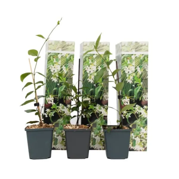 Best Stjernejasmin - Sæt med 3 - Trachelospermum jasminoides - Højde 25-40cm - ⌀9cm Blomster