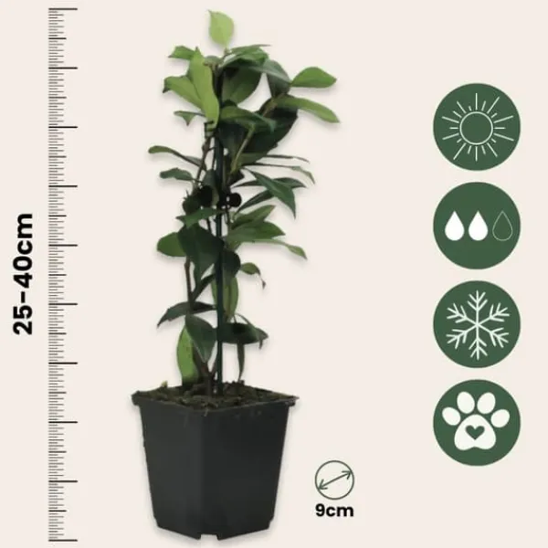Best Stjernejasmin - Sæt med 3 - Trachelospermum jasminoides - Højde 25-40cm - ⌀9cm Blomster