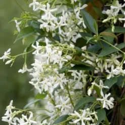 Best Stjernejasmin - Sæt med 3 - Trachelospermum jasminoides - Højde 25-40cm - ⌀9cm Blomster