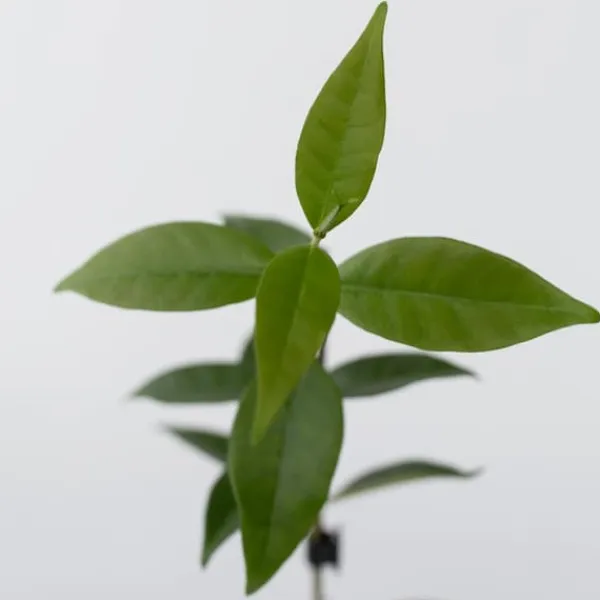 Best Stjernejasmin - Sæt med 3 - Trachelospermum jasminoides - Højde 25-40cm - ⌀9cm Blomster
