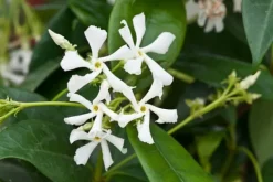 Best Stjernejasmin - Sæt med 3 - Trachelospermum jasminoides - Højde 25-40cm - ⌀9cm Blomster