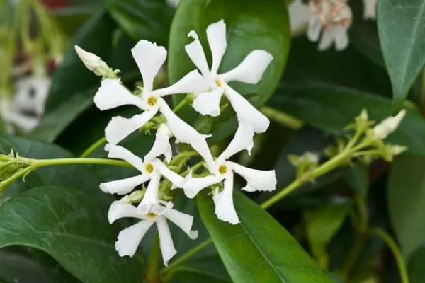 Best Stjernejasmin - Sæt med 3 - Trachelospermum jasminoides - Højde 25-40cm - ⌀9cm Blomster