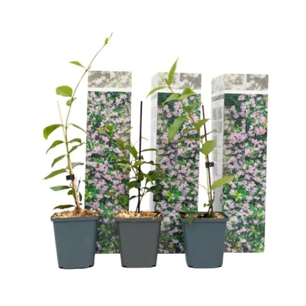 New Stjernejasmin - Sæt med 3 - Trachelospermum jasminoides - Højde 25-40cm - ⌀9cm Haveplanter