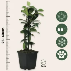 New Stjernejasmin - Sæt med 3 - Trachelospermum jasminoides - Højde 25-40cm - ⌀9cm Haveplanter