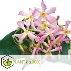 New Stjernejasmin - Sæt med 3 - Trachelospermum jasminoides - Højde 25-40cm - ⌀9cm Haveplanter