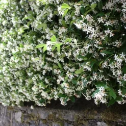 Haveplanter^Stjernejasmin - Sæt med 6 - Trachelospermum jasminoides - Højde 25-40cm - ⌀9cm
