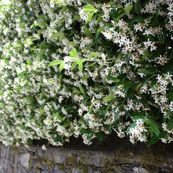 Haveplanter^Stjernejasmin - Sæt med 6 - Trachelospermum jasminoides - Højde 25-40cm - ⌀9cm