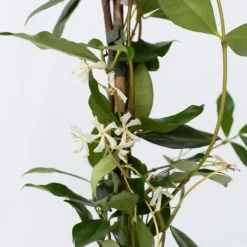 Outlet Stjernejasmin - Trachelospermum jasminoides - Højde 110-120cm - ⌀17cm Haveplanter