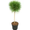 Clearance Østrigsk fyr - Pinus 'Summer Breeze' - Højde 70-80cm - ⌀24cm Haveplanter